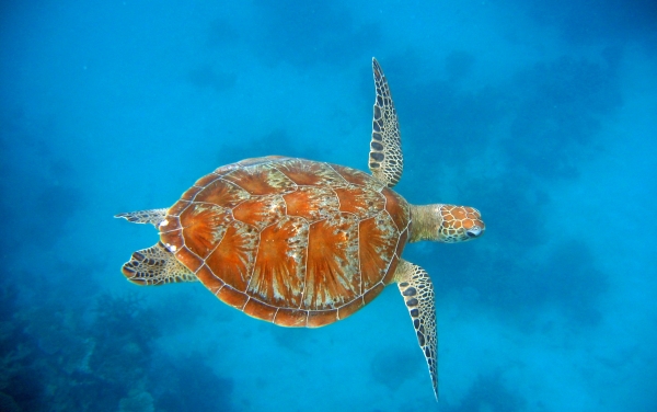 Green sea turtles essays